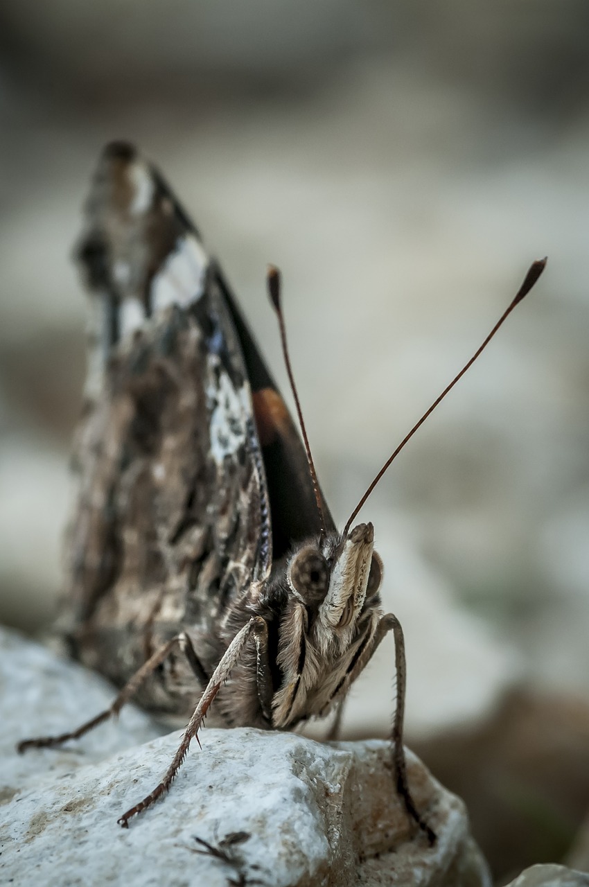 Drugelis, Gamta, Vabzdys, Gyvūnai, Žemė, Uždaryti, Gėlė, Žiedas, Žydėti, Nemokamos Nuotraukos