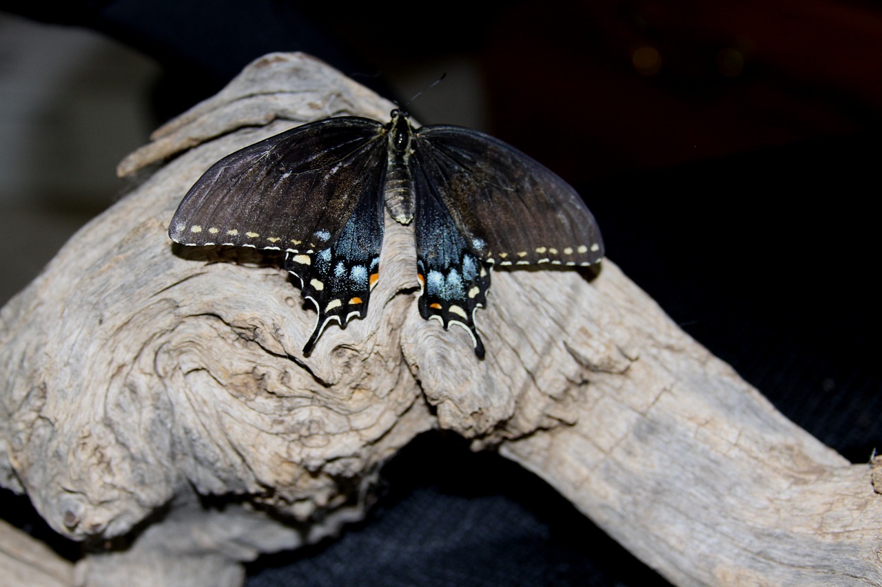 Drugelis, Mediena, Driftwood, Nemokamos Nuotraukos,  Nemokama Licenzija