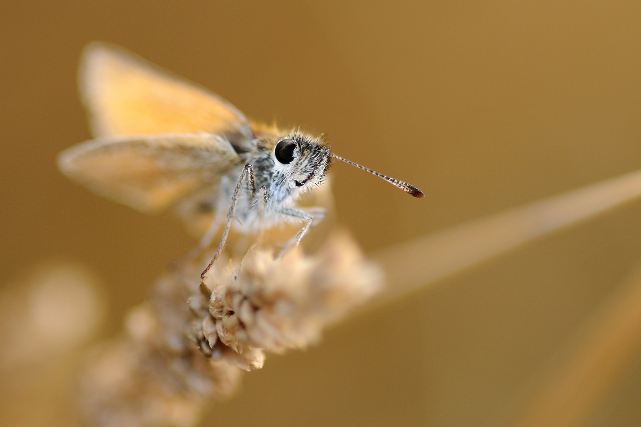 Drugelis, Vabzdys, Makro, Nemokamos Nuotraukos,  Nemokama Licenzija