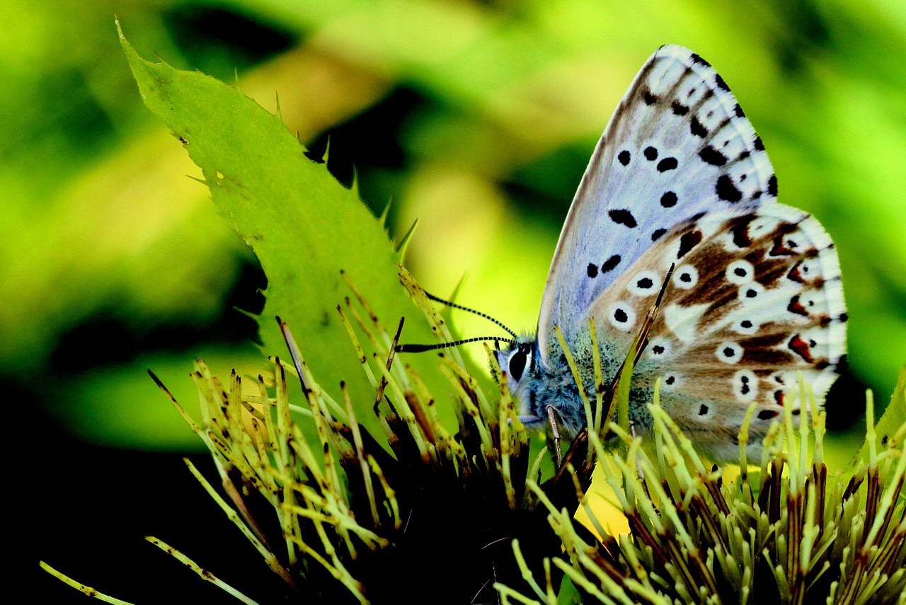 Drugelis, Gyvūnas, Spalva, Gėlė, Fauna, Nemokamos Nuotraukos,  Nemokama Licenzija