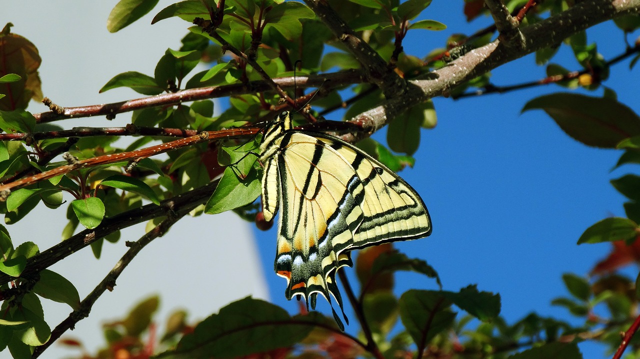 Drugelis, Monarchas, Monarcho Drugelis, Vabzdys, Klaida, Pavasaris, Medyje, Nemokamos Nuotraukos,  Nemokama Licenzija