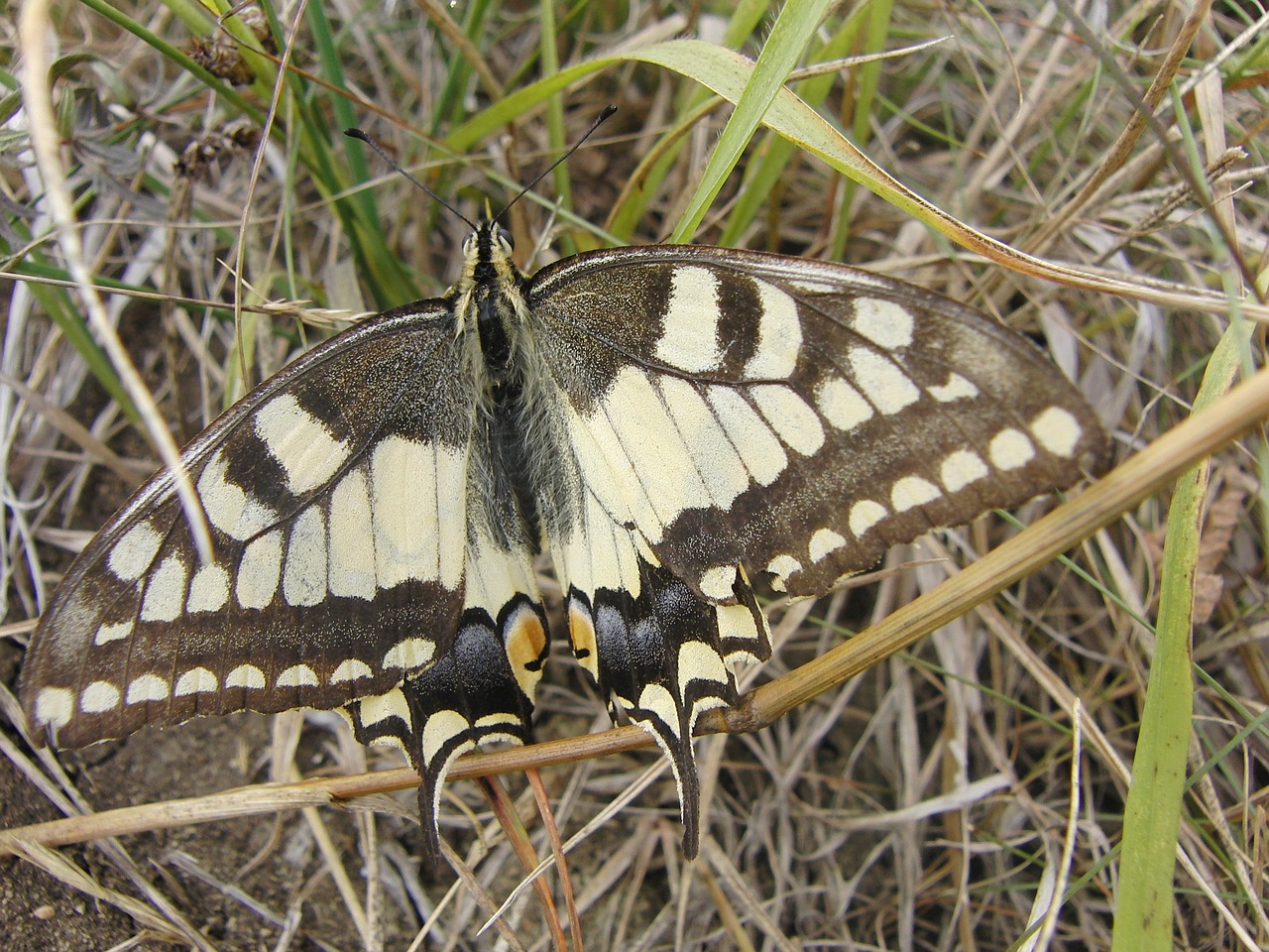 Drugelis, Akmenys, Transformacija, Povų Drugelis, Gamta, Žemė, Akmuo, Vabzdys, Nemokamos Nuotraukos,  Nemokama Licenzija