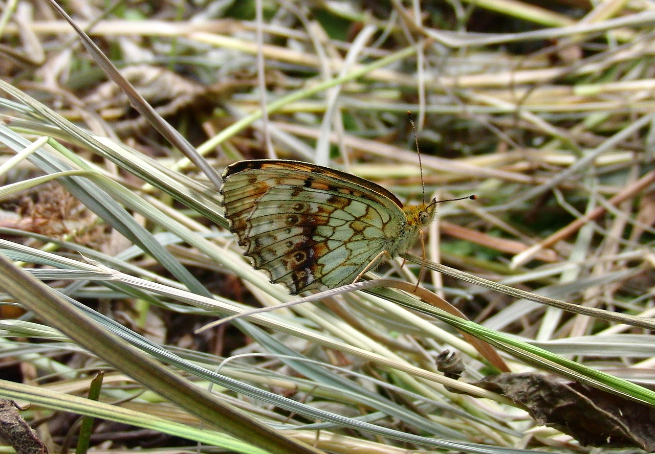 Drugelis, Vabzdys, Lepidoptera, Mimicry, Sausa Žolė, Gamta, Žolė, Nepastebimas, Iš Arti, Makro