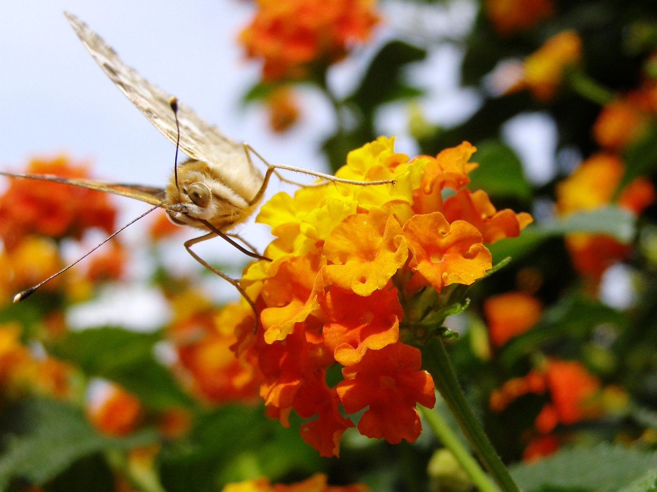 Drugelis, Diestel Falter, Lantana, Nemokamos Nuotraukos,  Nemokama Licenzija