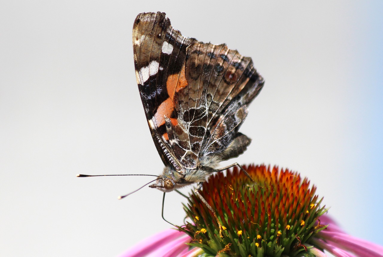 Drugelis, Gėlė, Echinacea, Makro, Vabzdys, Vasara, Iš Arti, Pilkas Fonas, Flora, Lepidoptera