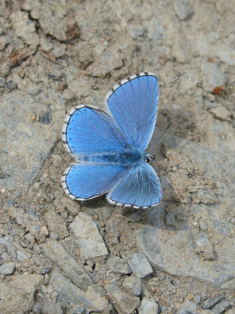 Drugelis, Mėlynas Drugelis, Faragolos Blaveta, Pseudophilotes Panoptes, Nemokamos Nuotraukos,  Nemokama Licenzija