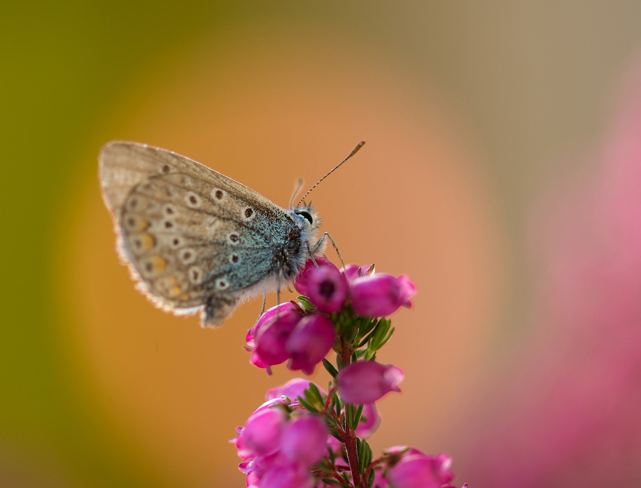 Drugelis, Paprasta Mėlyna, Bendras Blauzis, Drugeliai, Mėlynas, Raganos Mėlyna, Lycaenidae, Mėlynas Atspalvis, Sparnas, Polyommatus Icarus