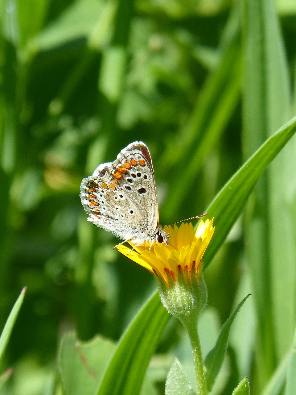 Drugelis, Aricia Cramera, Brunetė, Moreneta Southern, Išsamiai, Nemokamos Nuotraukos,  Nemokama Licenzija