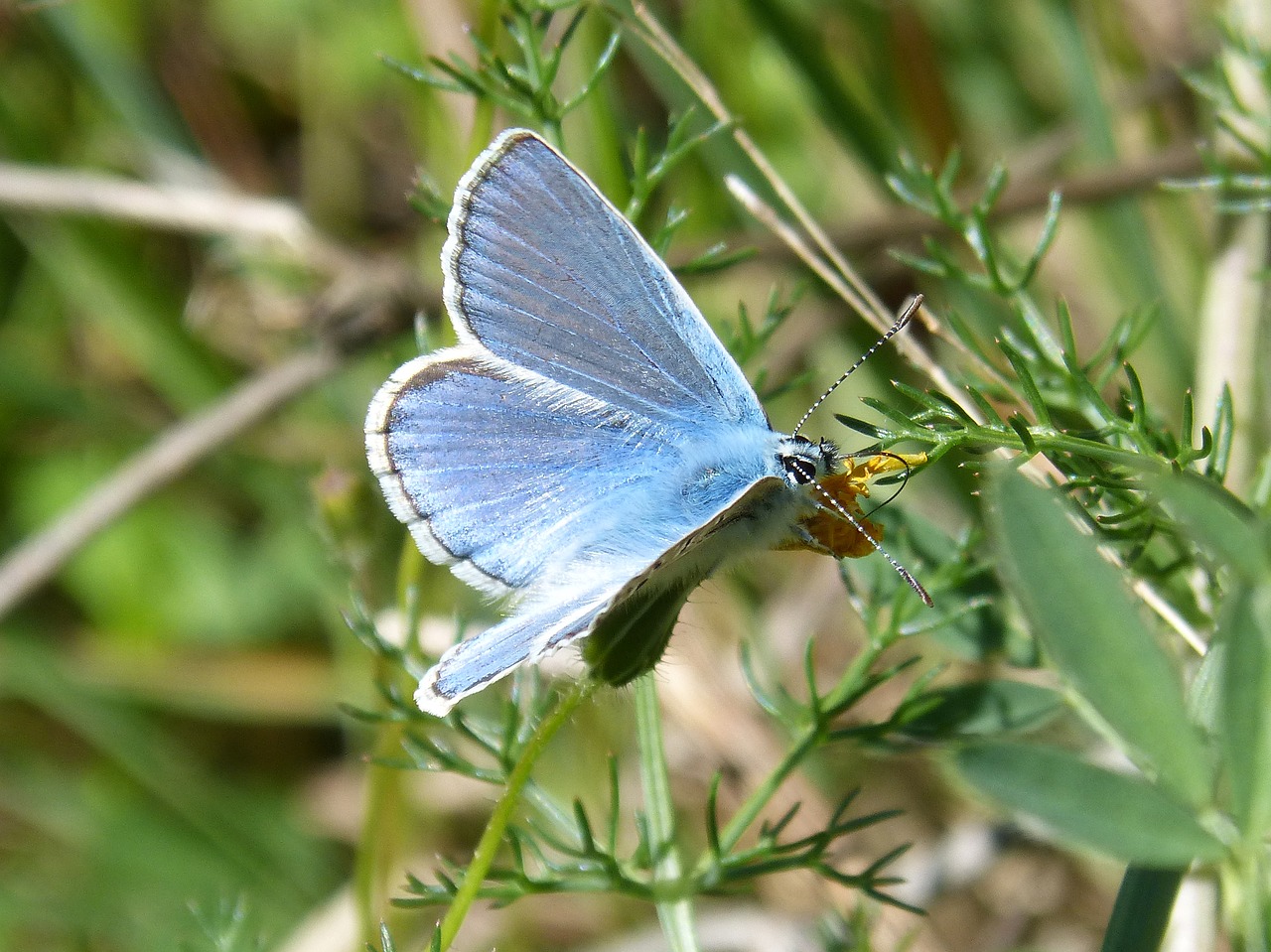 Drugelis, Mėlynas Drugelis, Faragolos Blaveta, Pseudophilotes Panoptes, Libar, Nemokamos Nuotraukos,  Nemokama Licenzija