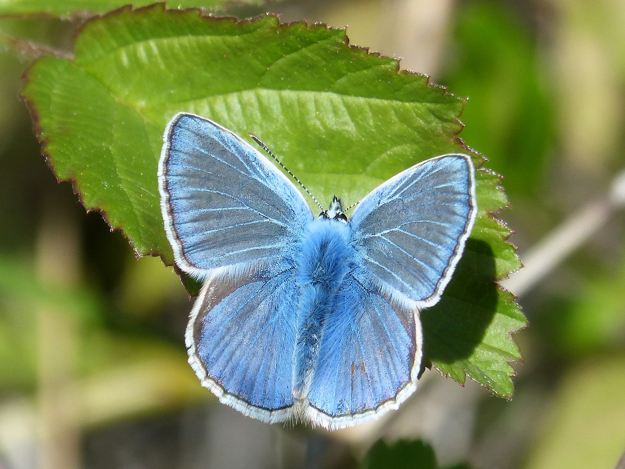 Drugelis, Mėlynas Drugelis, Faragolos Blaveta, Pseudophilotes Panoptes, Lapai, Nemokamos Nuotraukos,  Nemokama Licenzija