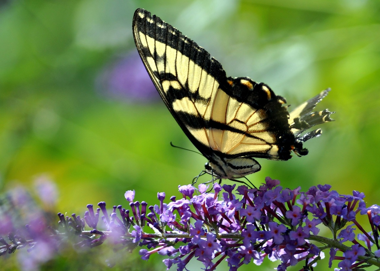 Drugelis, Monarchas, Vabzdys, Gėlė, Sparnai, Klaida, Makro, Spalvinga, Šviesus, Lepidoptera