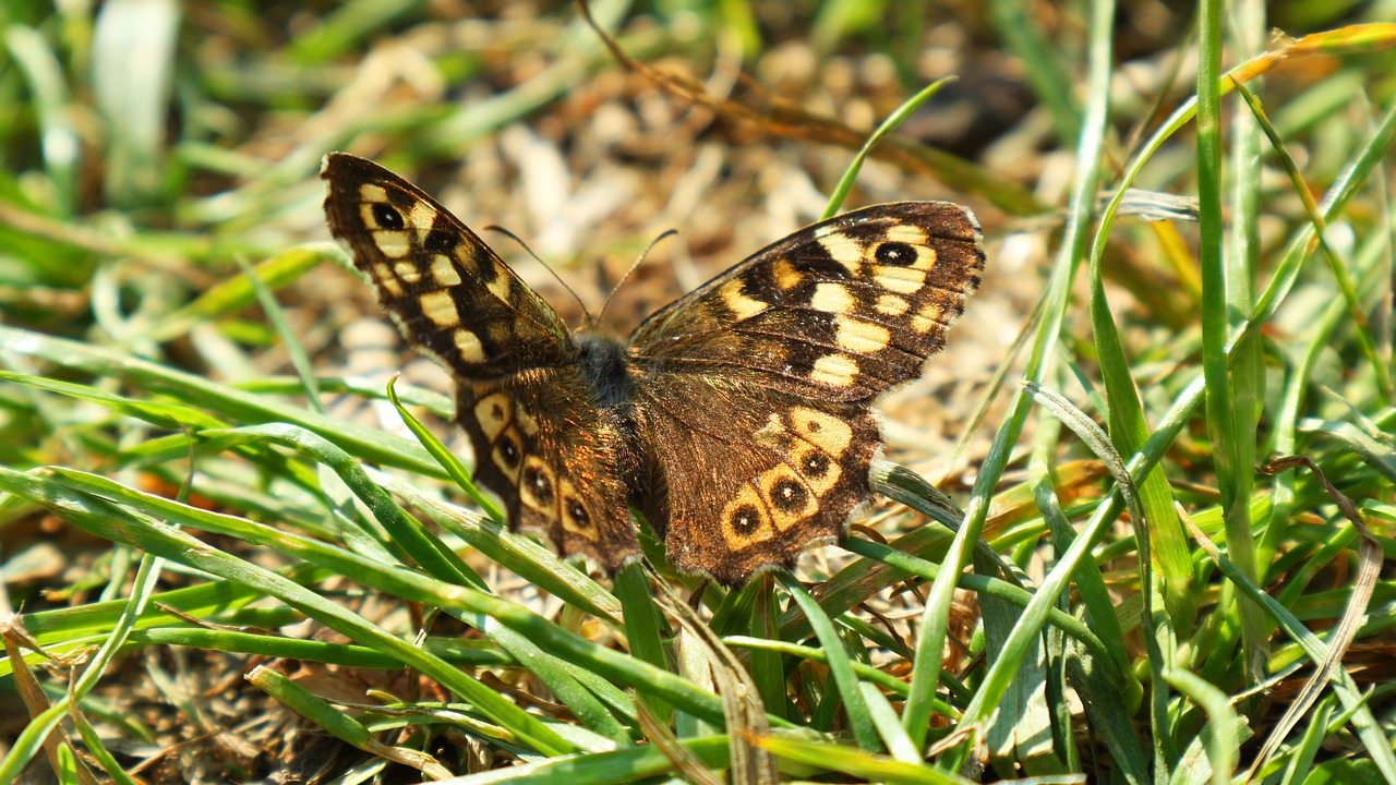 Drugelis, Vabzdys, Gamta, Skraidantys Vabzdžiai, Makro, Fauna, Vasara, Nariuotakojų, Nemokamos Nuotraukos,  Nemokama Licenzija