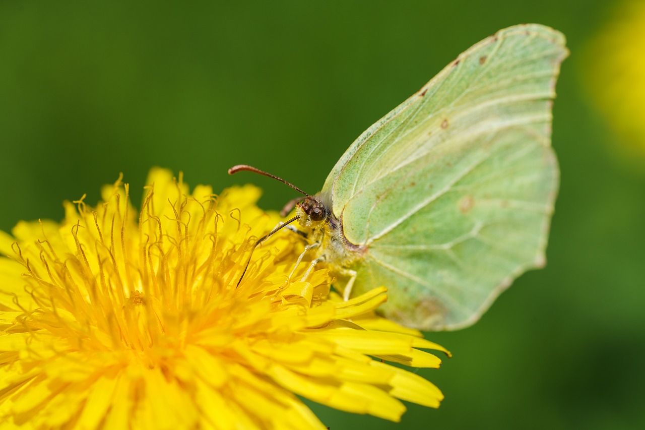 Drugelis, Gyvūnas, Makro, Nemokamos Nuotraukos,  Nemokama Licenzija