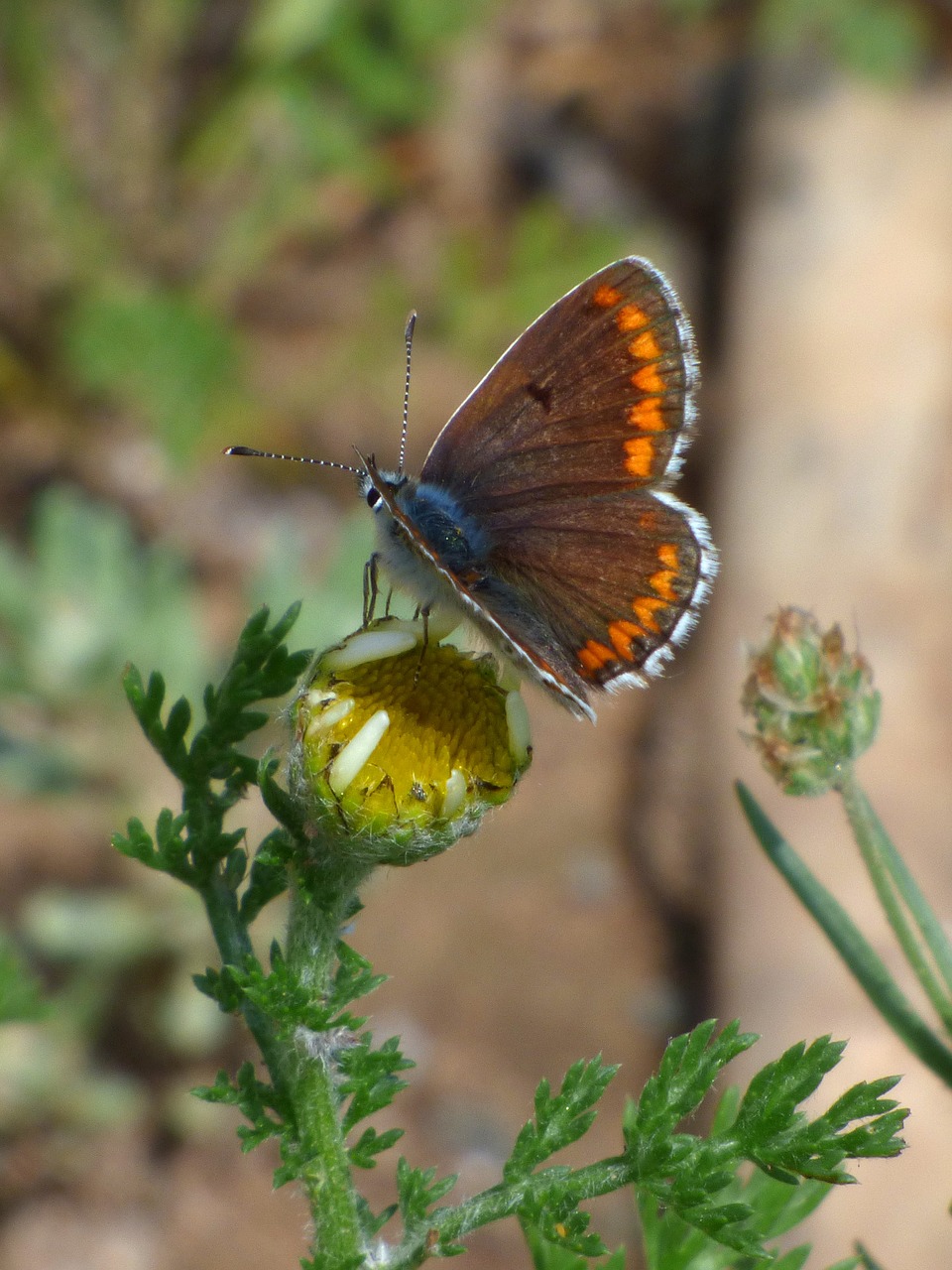 Drugelis, Aricia Cramera, Brunetė, Moreneta Southern, Libar, Nemokamos Nuotraukos,  Nemokama Licenzija