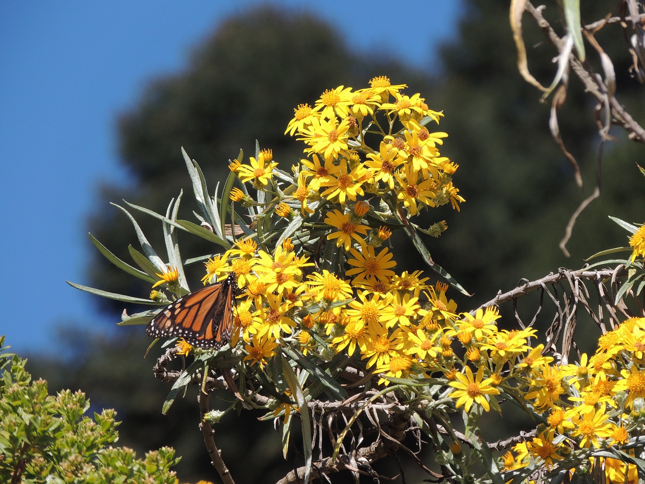 Drugelis, Monarchas, Monarcho Drugelis, Nemokamos Nuotraukos,  Nemokama Licenzija