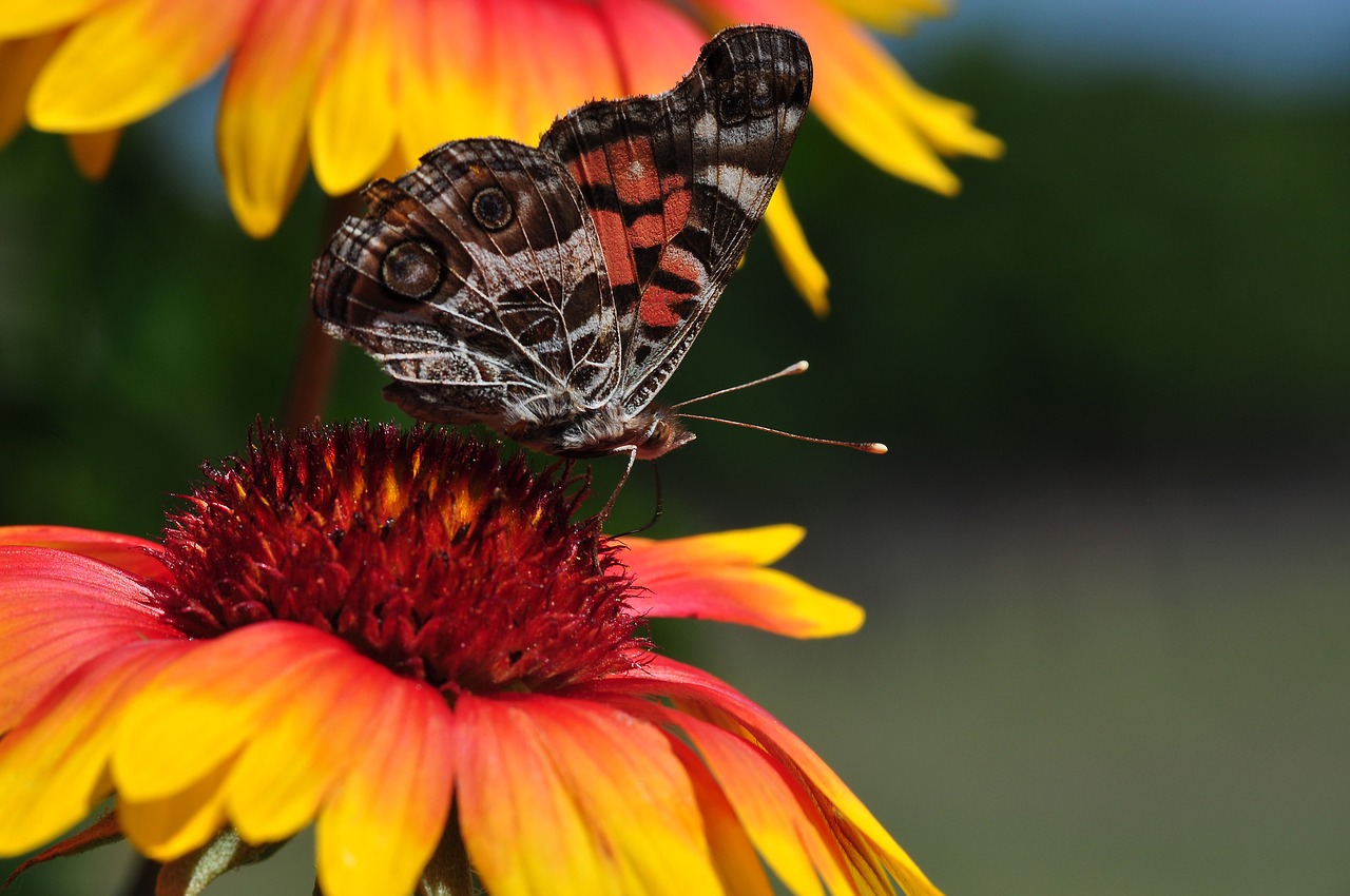 Drugelis, Antklodės Gėlės, Gėlės, Flora, Drugeliai, Pavasaris, Vabzdžiai, Gaillardia, Wildflower, Gamta