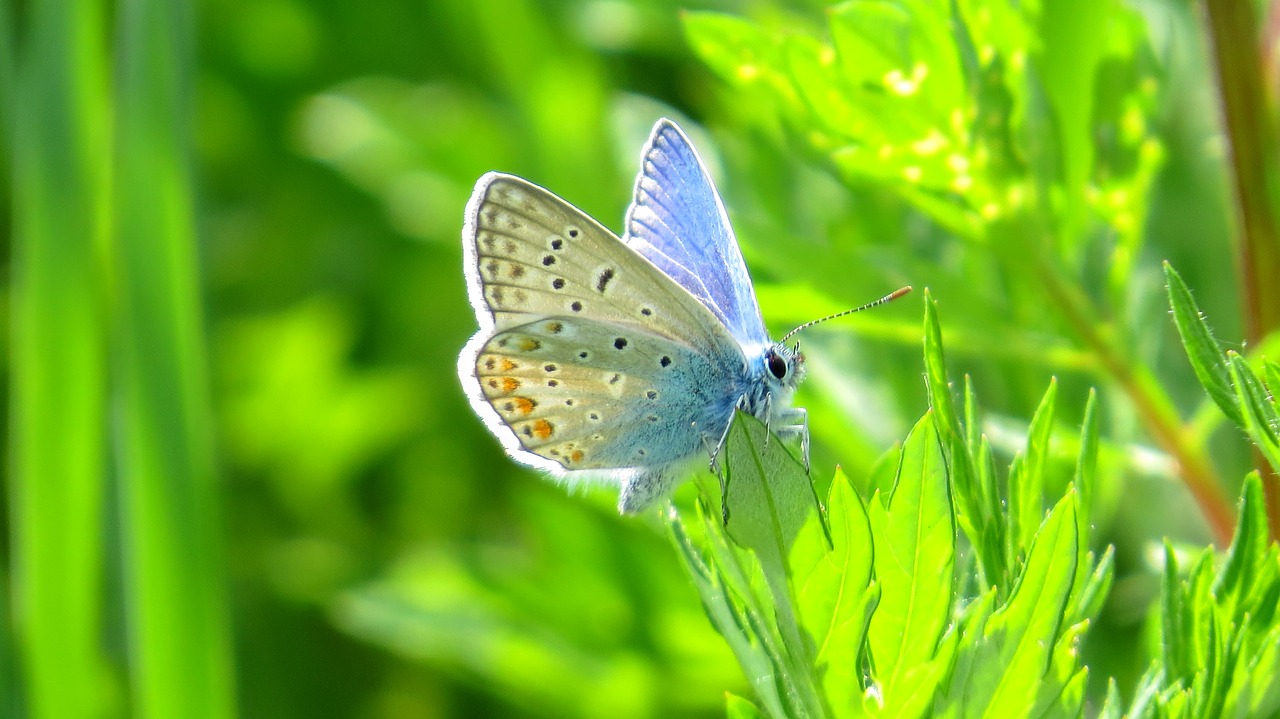 Drugelis, Gamta, Vabzdys, Nariuotakojų, Gyvūnas, Makro, Goldilocks, Fauna, Vasara, Nemokamos Nuotraukos