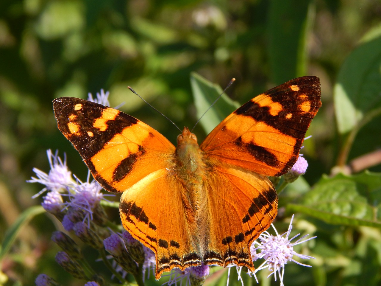 Drugelis, Lepidoptera, Vabzdys, Pavasaris, Kelia, Čiulpti, Nemokamos Nuotraukos,  Nemokama Licenzija