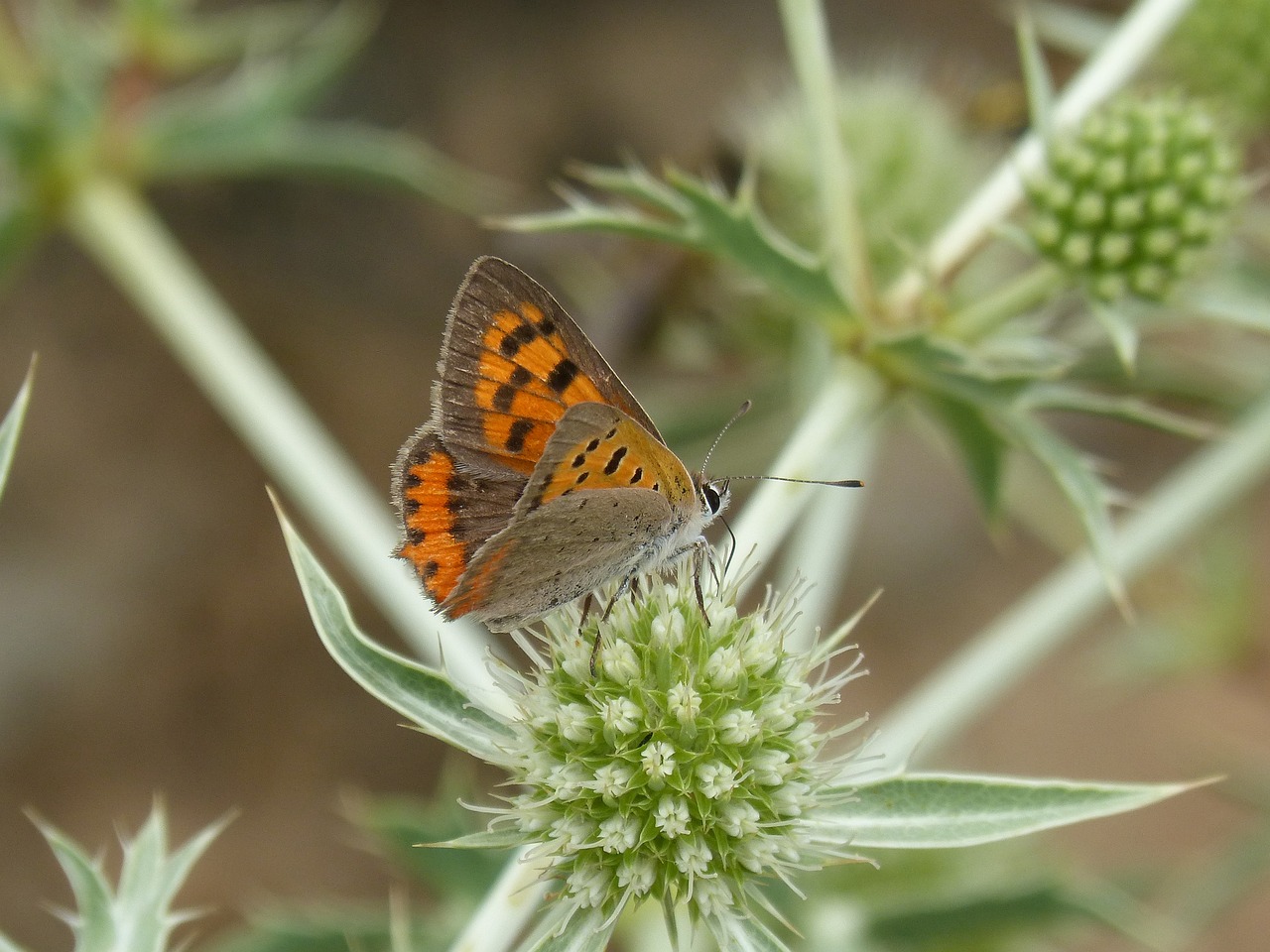 Drugelis, Lycaena Phlaeas, Sausa Gėlė, Libar, Erškėčių, Drugelis Apvalkalas Bicolor, Coure Comú, Nemokamos Nuotraukos,  Nemokama Licenzija