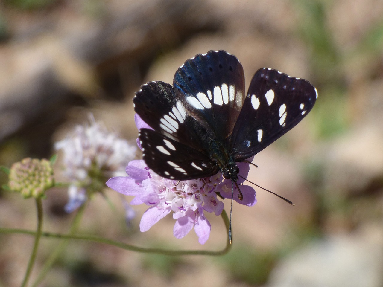 Drugelis, Nymph Streams, Limenitas Reducta, Nimfa Mediterrània, Laukinė Gėlė, Libar, Bagažinė, Grožis, Nemokamos Nuotraukos,  Nemokama Licenzija