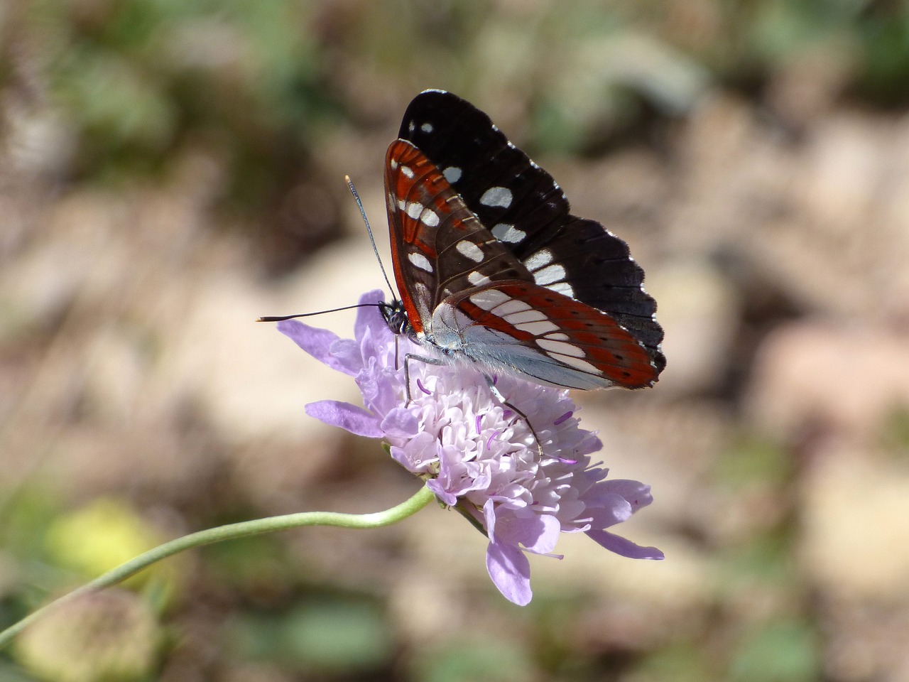 Drugelis, Nymph Streams, Limenitas Reducta, Nimfa Mediterrània, Laukinė Gėlė, Libar, Bagažinė, Grožis, Nemokamos Nuotraukos,  Nemokama Licenzija