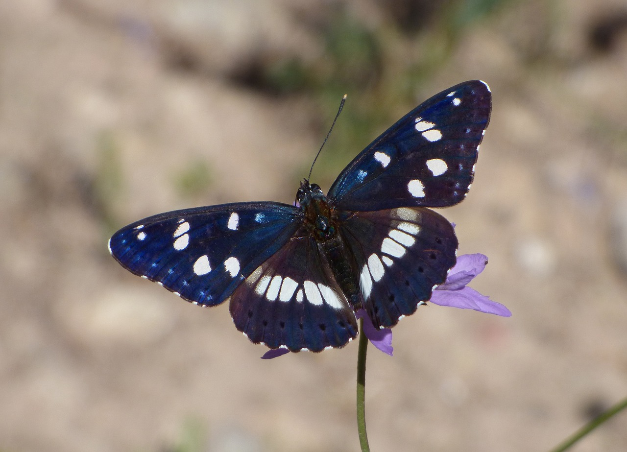 Drugelis, Nymph Streams, Limenitas Reducta, Nimfa Mediterrània, Laukinė Gėlė, Libar, Bagažinė, Grožis, Nemokamos Nuotraukos,  Nemokama Licenzija