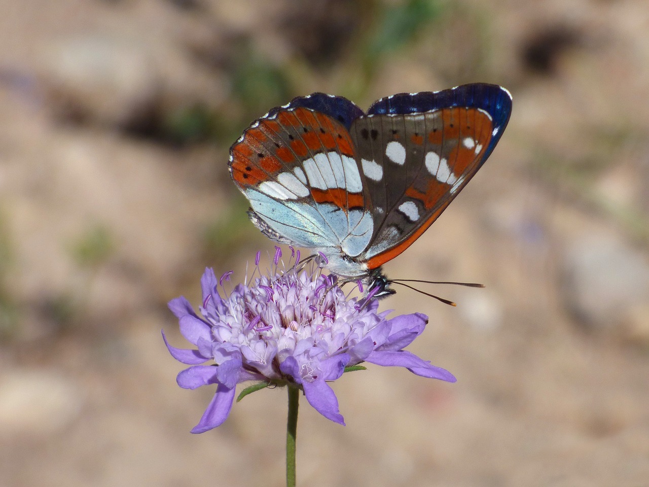 Drugelis, Nymph Streams, Limenitas Reducta, Nimfa Mediterrània, Laukinė Gėlė, Libar, Bagažinė, Grožis, Nemokamos Nuotraukos,  Nemokama Licenzija