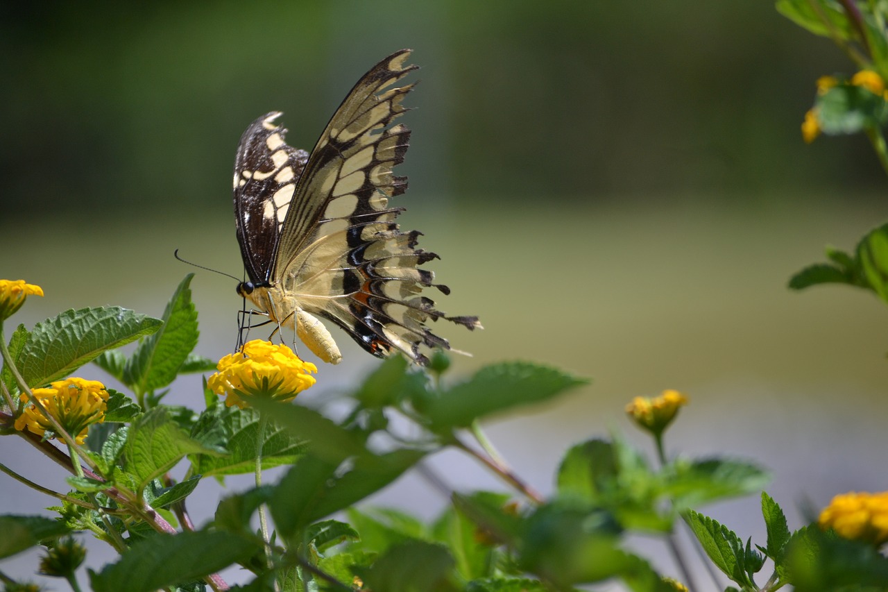 Drugelis, Gamta, Žalias, Nusileidimas, Vabzdžiai, Mariposa, Sparnai, Augalai, Lapai, Gyvenimas