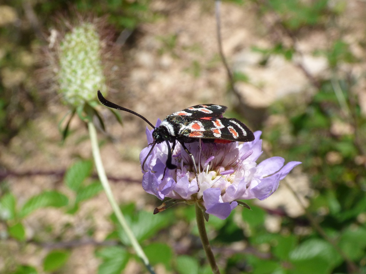 Drugelis, Zygaena Filipendulae, Gitanetą, Laukinė Gėlė, Libar, Nemokamos Nuotraukos,  Nemokama Licenzija