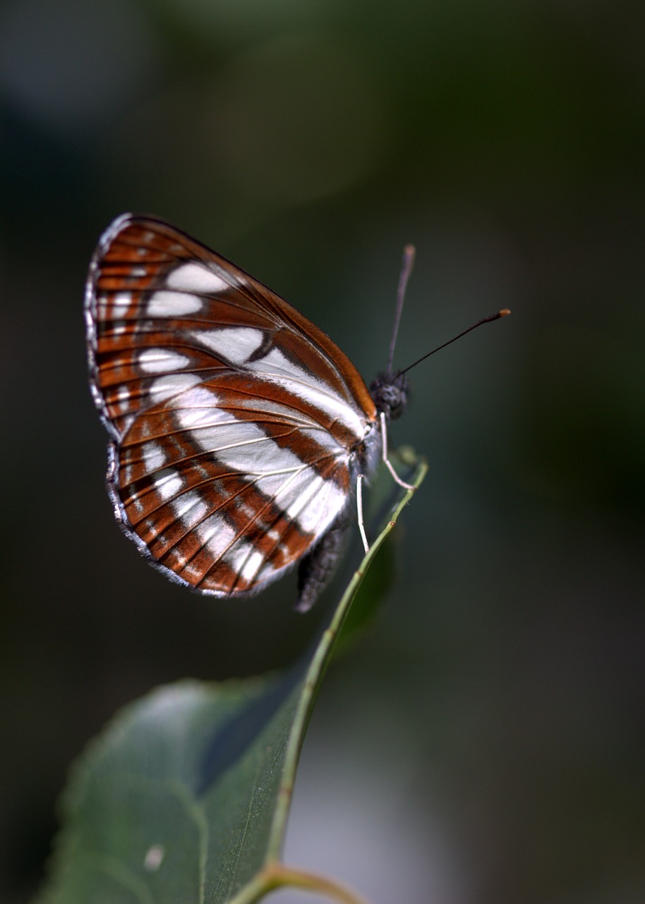 Drugelis, Dažymas, Juostelės, Insekta, Sparnai, Nemokamos Nuotraukos,  Nemokama Licenzija