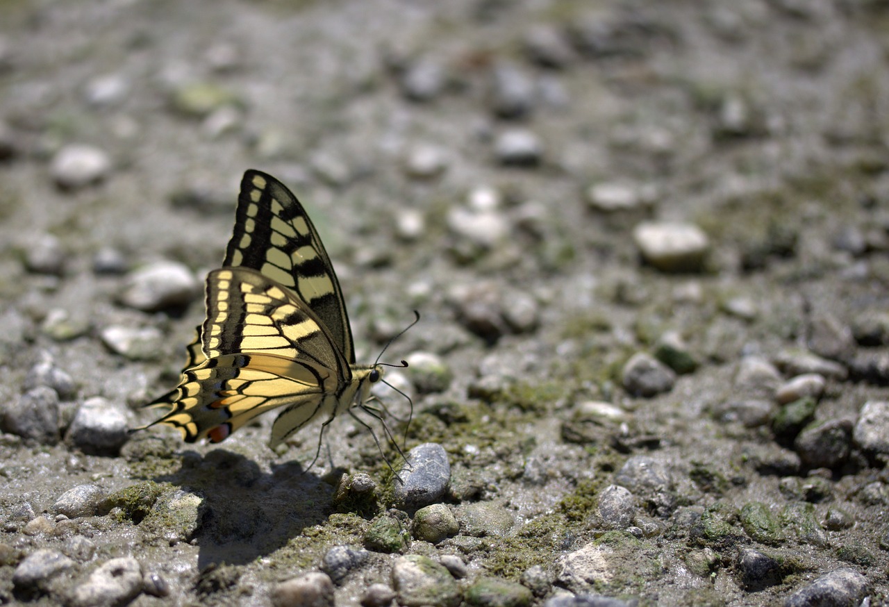 Drugelis, Derinti, Gerti, Insekta, Nemokamos Nuotraukos,  Nemokama Licenzija