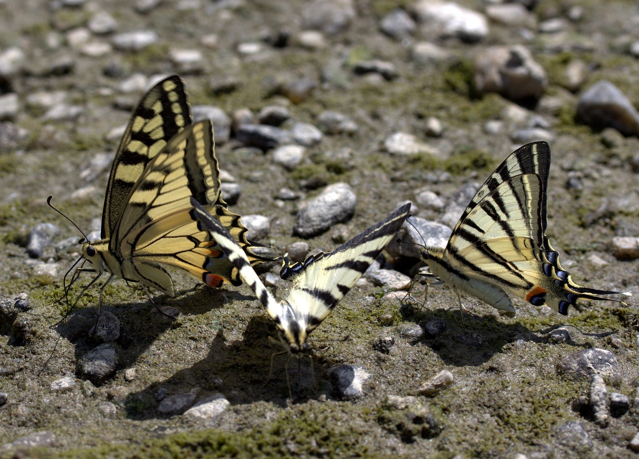 Drugelis, Derinti, Gerti, Insekta, Nemokamos Nuotraukos,  Nemokama Licenzija