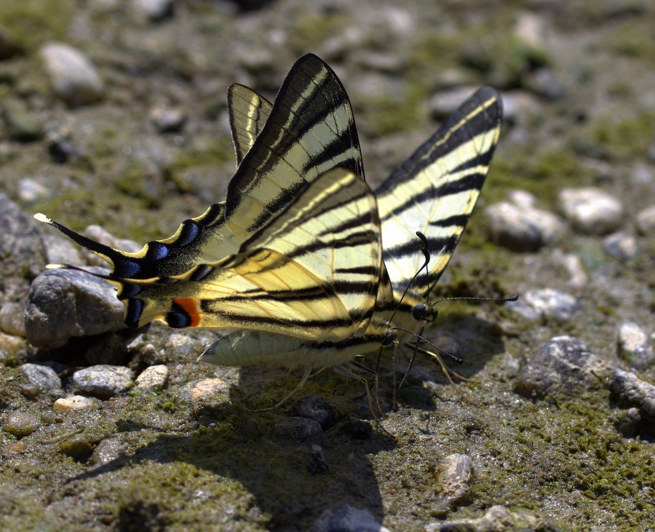 Drugelis, Derinti, Gerti, Insekta, Nemokamos Nuotraukos,  Nemokama Licenzija