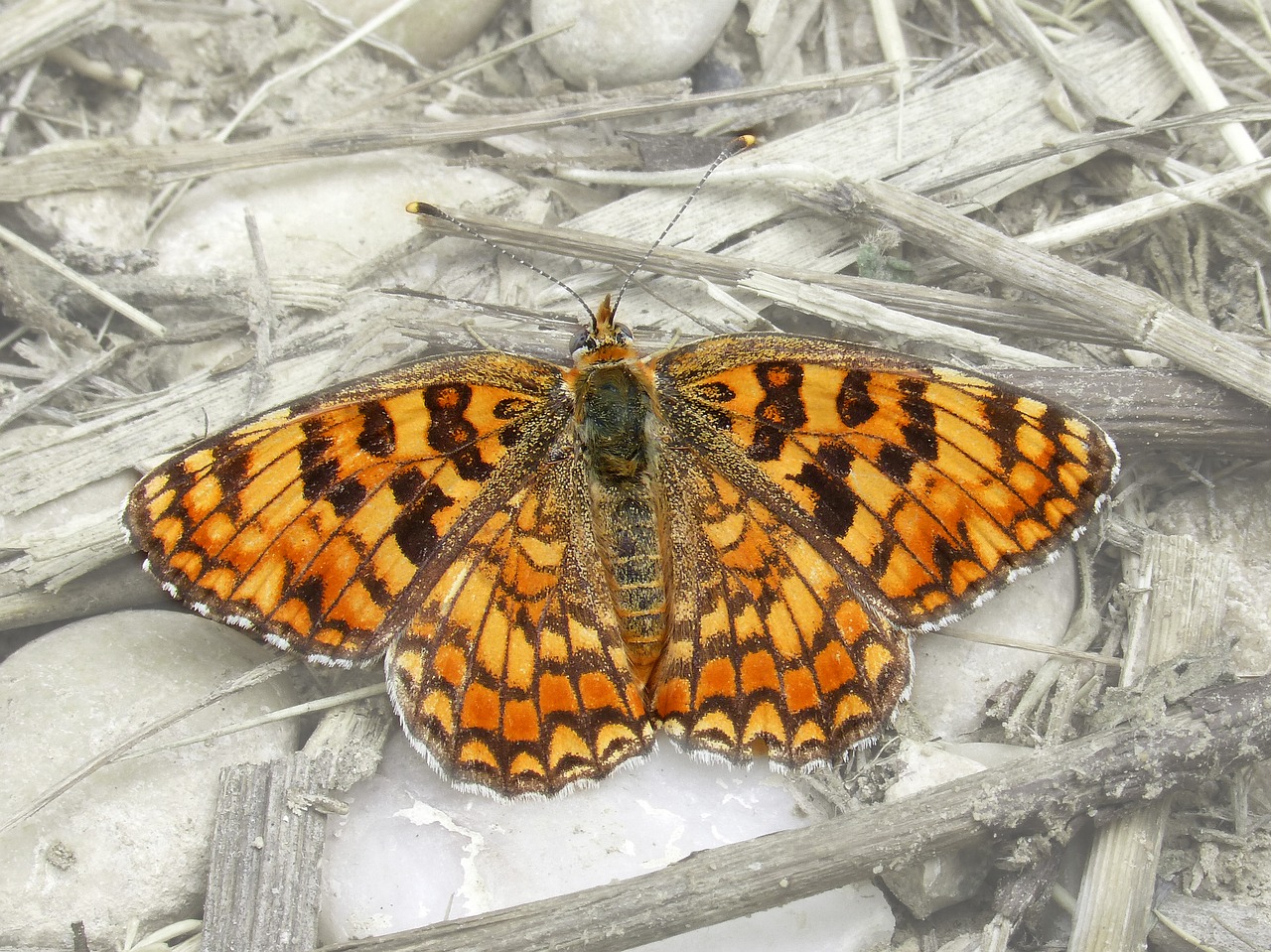 Drugelis, Mergaitė Daugiau, Melitaea Phoebe, Kenčerio Centaurea, Oranžinė Drugelis, Išsamiai, Nemokamos Nuotraukos,  Nemokama Licenzija