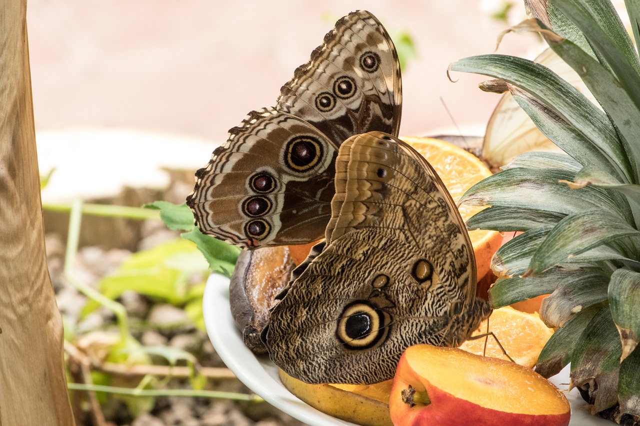 Drugelis, Vabzdys, Uždaryti, Makro, Nemokamos Nuotraukos,  Nemokama Licenzija