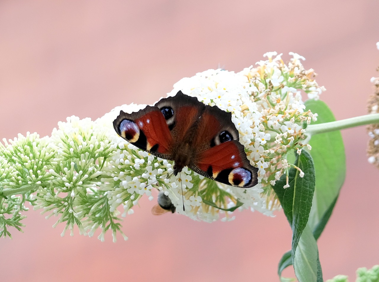 Drugelis, Povų Drugelis, Buddleja Davidii, Vasaros Alyvinė, Sodo Gėlės, Gamta, Drugeliai, Vasara, Baltas Žiedas, Nemokamos Nuotraukos