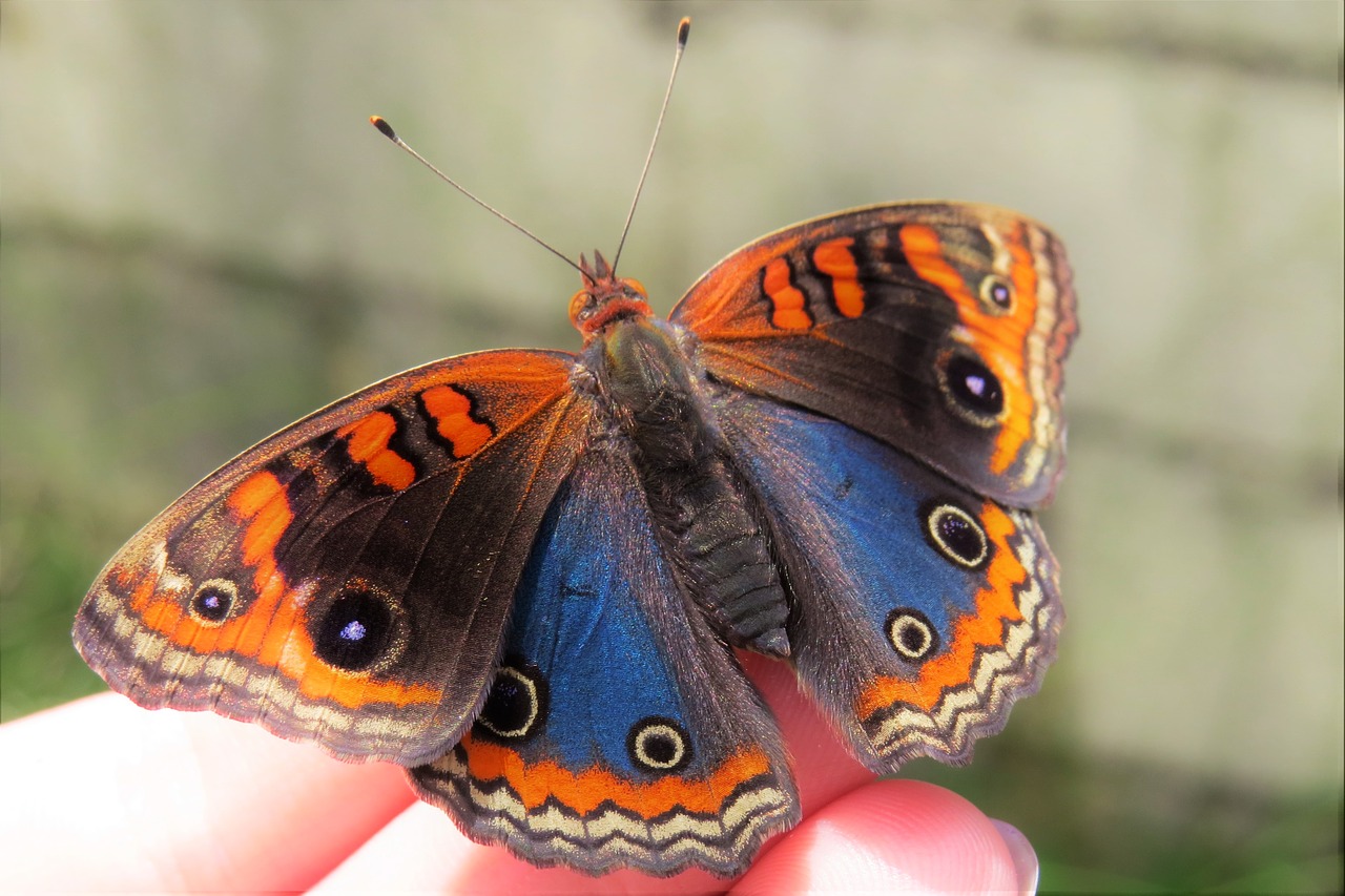 Drugelis, Mėlynas, Oranžinė, Vabzdys, Gamta, Sparnai, Pirštai, Junonia Evarete, Nariuotakojų, Lepidopteran