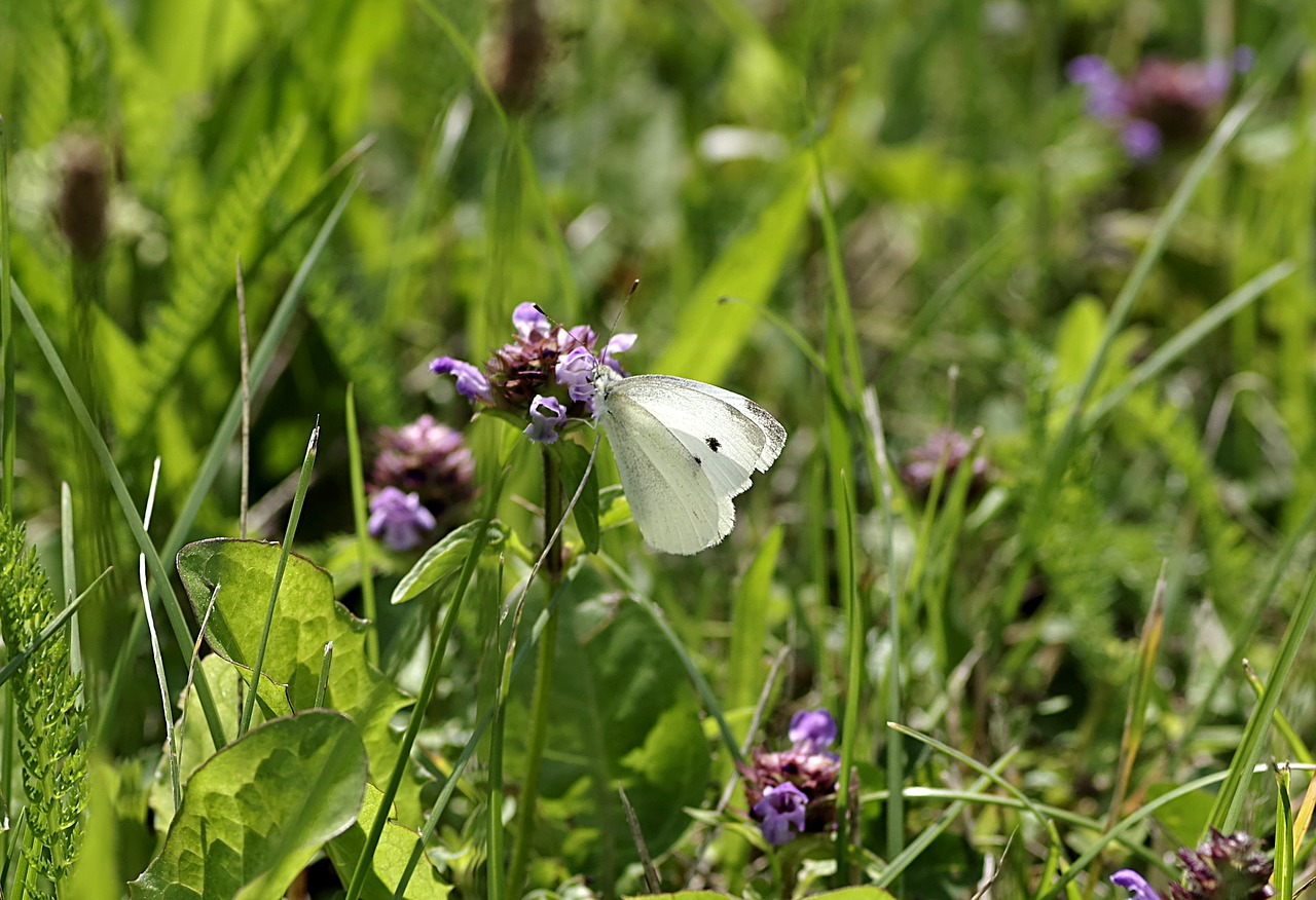 Drugelis, Bielinek, Balta, Pieva, Pieris Brassicae, Vabzdys, Auginimas, Kenkėjas, Gamta, Nemokamos Nuotraukos