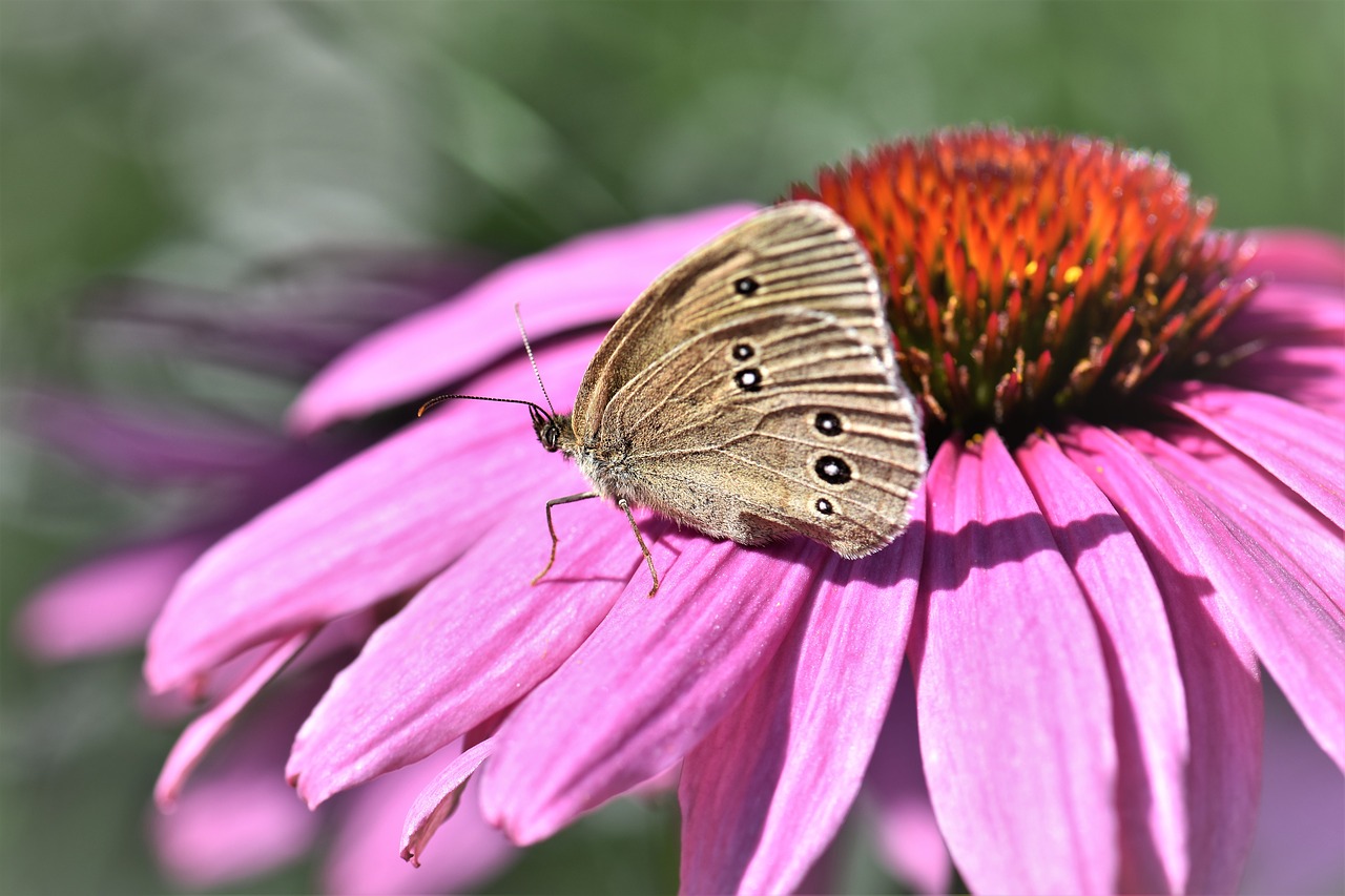 Drugelis, Gyvūnas, Vabzdys, Gamta, Echinacea, Spalva, Uždaryti, Spalvinga, Sparnas, Gėlė