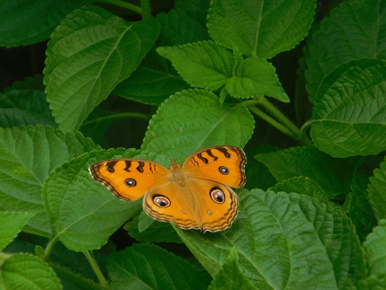 Drugelis, Oranžinė, Žalias, Augalai, Lapų, Nemokamos Nuotraukos,  Nemokama Licenzija