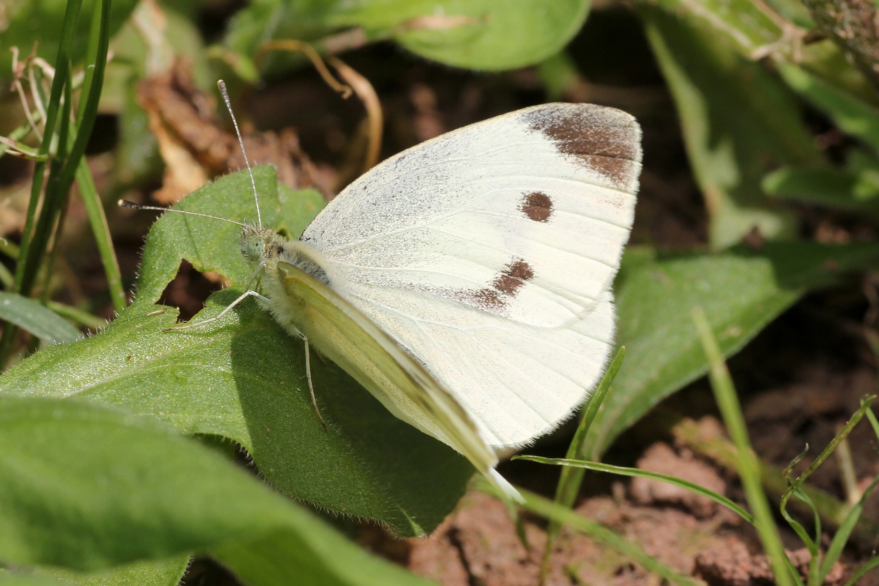 Drugelis, Augalas, Alb, Gamta, Vabzdys, Gėlės, Gyvūnas, Lapai, Uždaryti, Makro