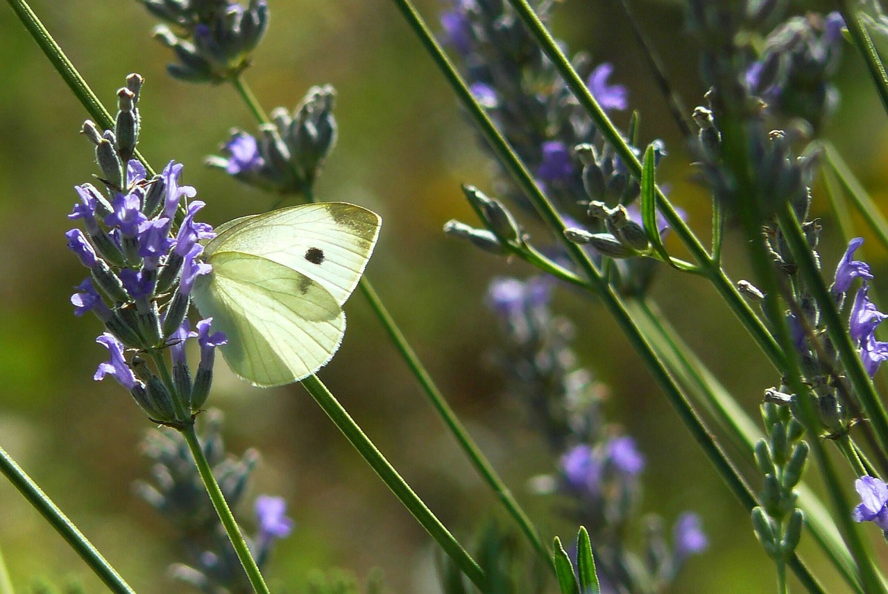 Drugelis, Gyvūnas, Vabzdys, Drugeliai, Fauna, Gamta, Žalias, Uždaryti, Levanda, Gėlė