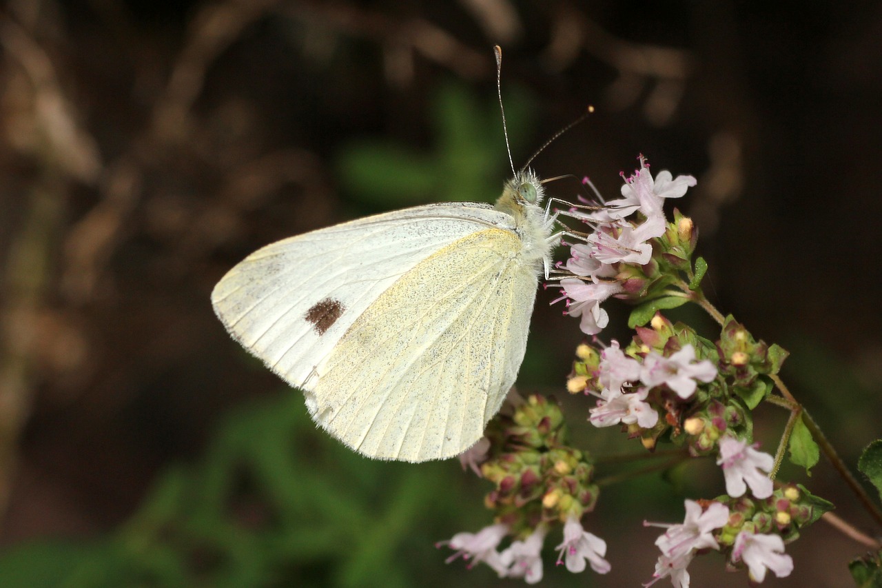 Drugelis, Gėlė, Gėlių Ornamentas, Žiedas, Žydėti, Vabzdys, Gamta, Makro, Vasara, Vikšras