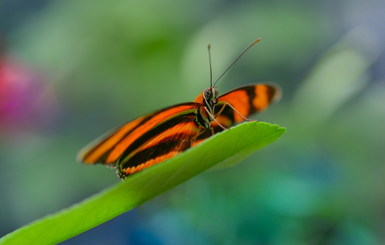 Drugelis, Oranžinė, Lapai, Bokeh, Sėdi, Laukimas, Gamta, Šviesus, Natūralus, Spalvinga