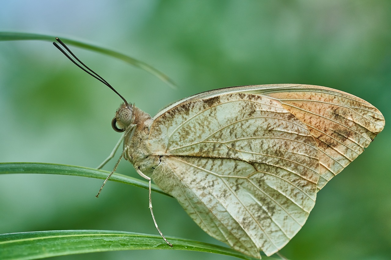 Drugelis, Gamta, Vabzdys, Gyvūnas, Uždaryti, Gėlė, Vasara, Pavasaris, Žiedas, Žydėti