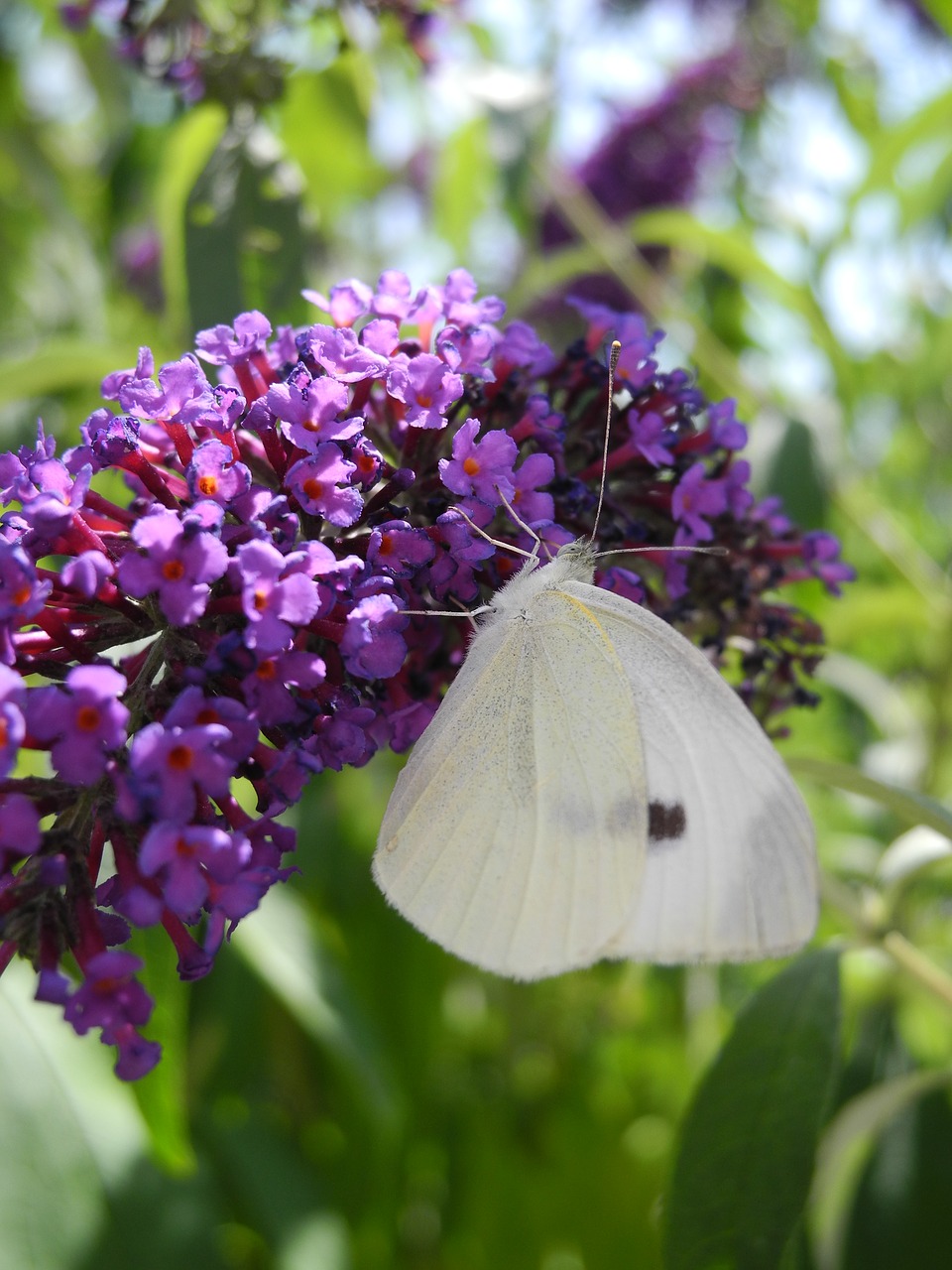 Drugelis, Alyvinė Violetinė, Makro, Gamta, Nemokamos Nuotraukos,  Nemokama Licenzija