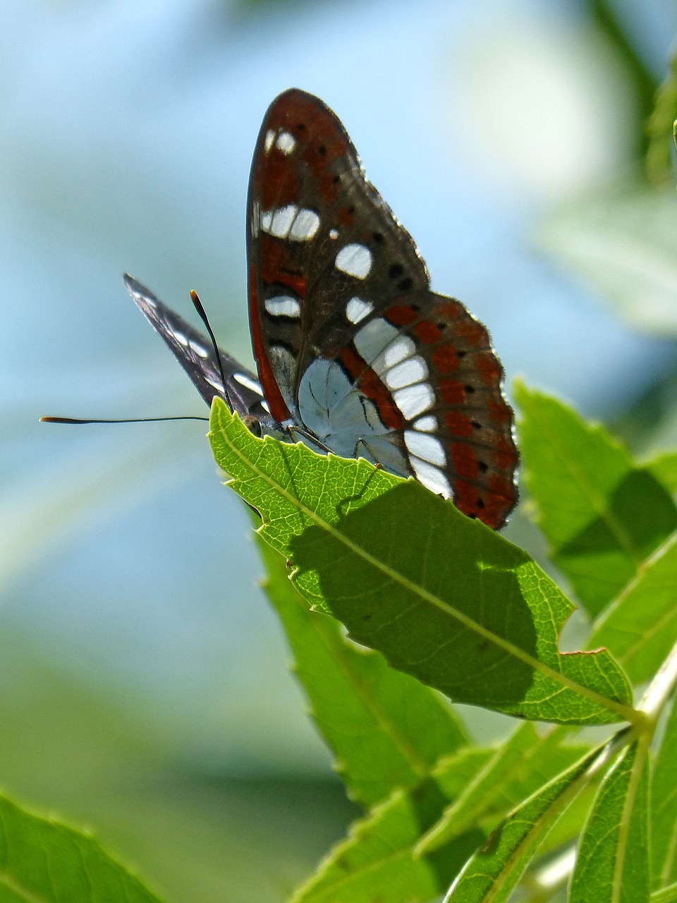 Drugelis, Nymph Streams, Limenitas Reducta, Nimfa Mediterrània, Medis, Lapai, Šešėlis, Nemokamos Nuotraukos,  Nemokama Licenzija