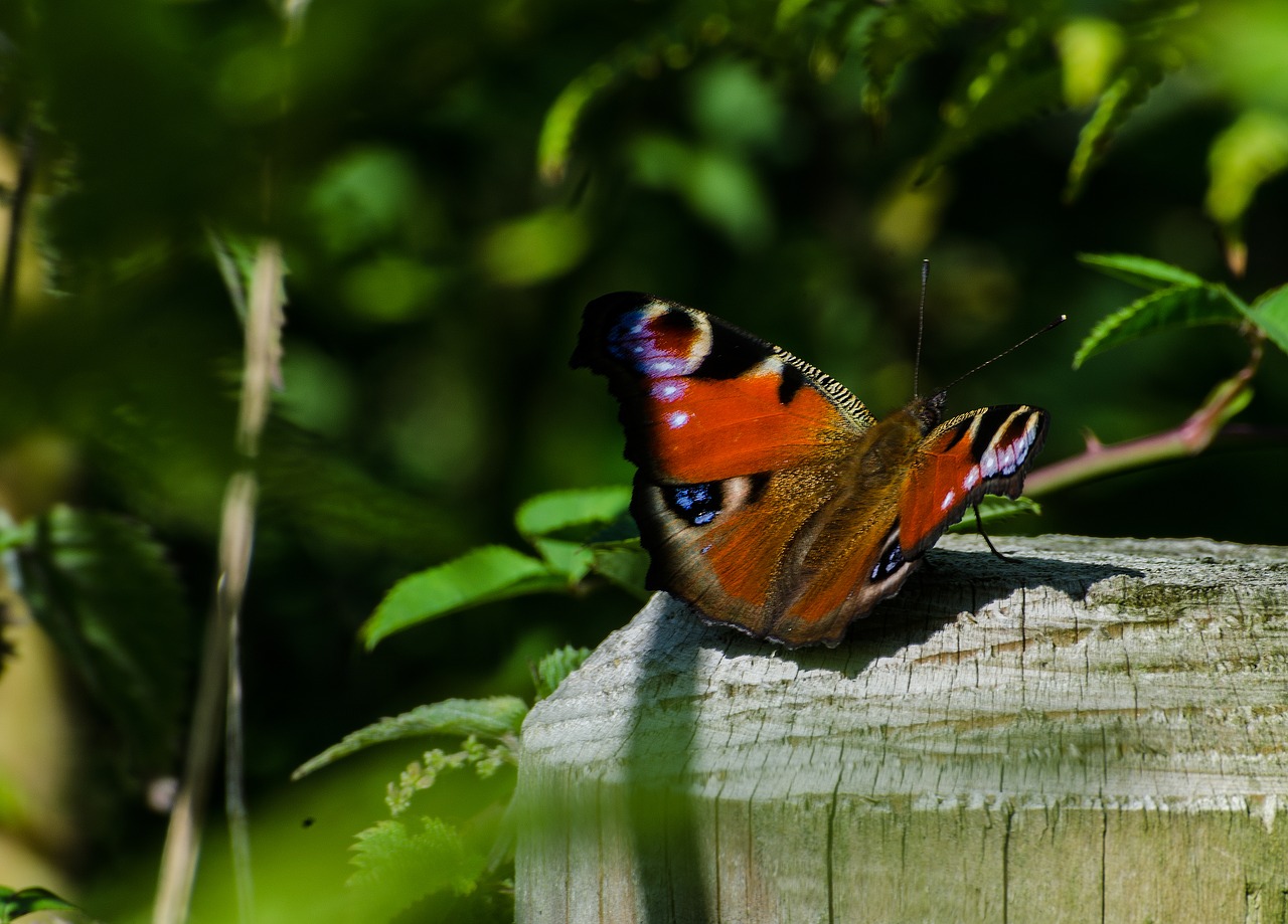 Drugelis, Lepidoptera, Laukinė Gamta, Šviesus, Povas , Nemokamos Nuotraukos,  Nemokama Licenzija