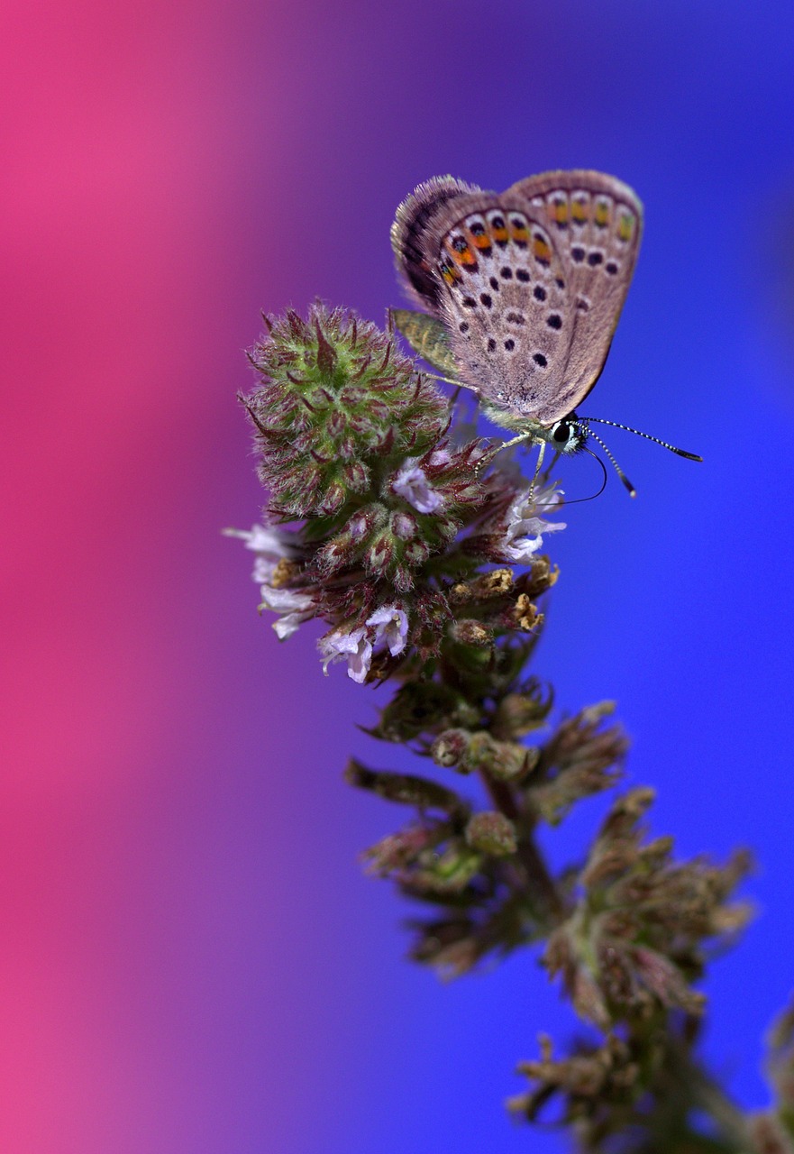 Drugelis, Sparnai, Insekta, Gėlė, Dažymas, Nemokamos Nuotraukos,  Nemokama Licenzija