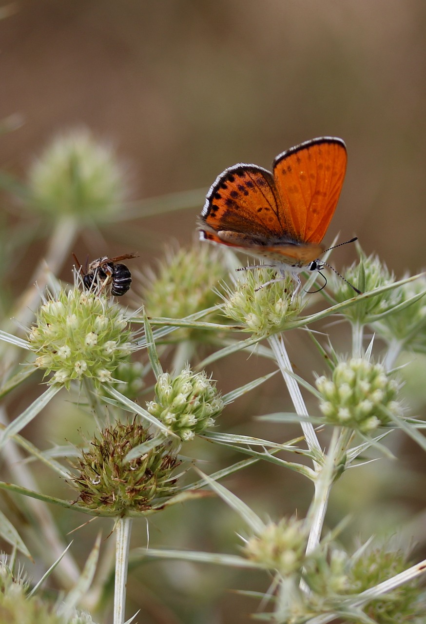 Drugelis, Raudona, Sparnai, Insekta, Gėlė, Dažymas, Nemokamos Nuotraukos,  Nemokama Licenzija